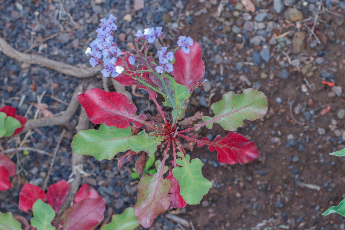 Limonium brassicifolium ssp brassicifolium Simpreviva hojacol02