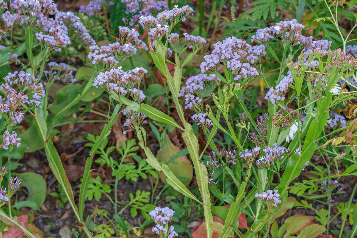Limonium brassicifolium ssp brassicifolium Simpreviva hojacol04