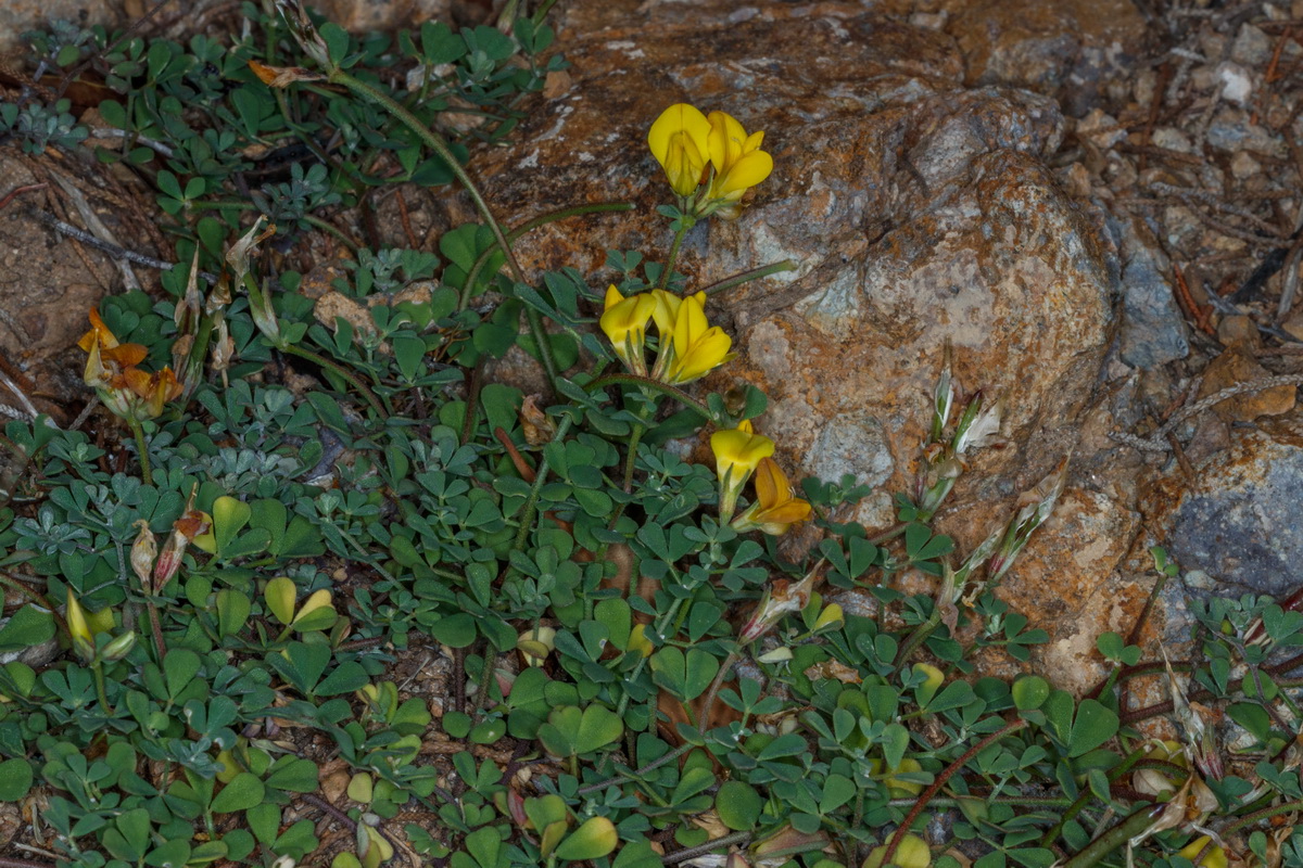 Lotus emeroides orazoncillo de La Gomera03
