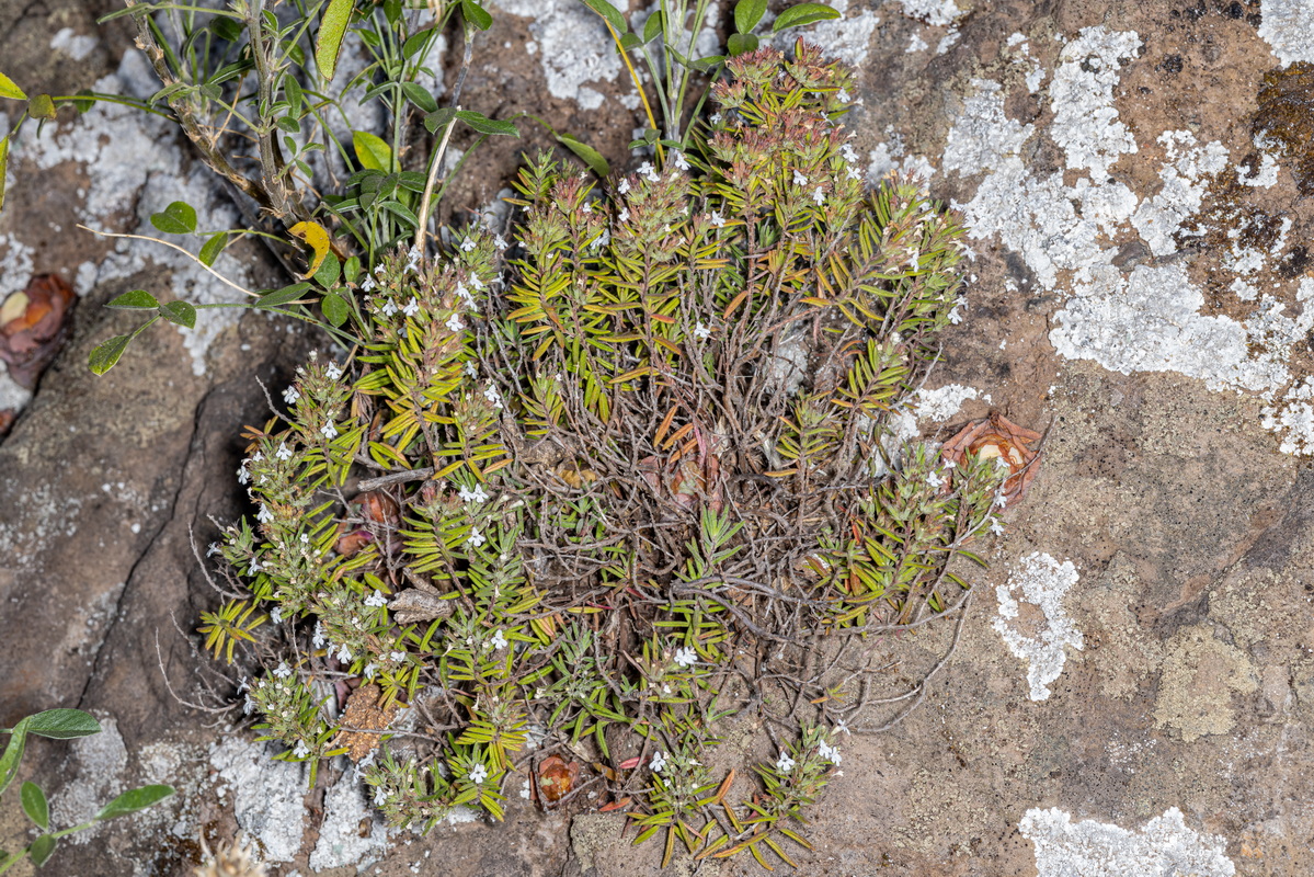 IMG 8291 Micromeria lepida subsp. cf bolleana
