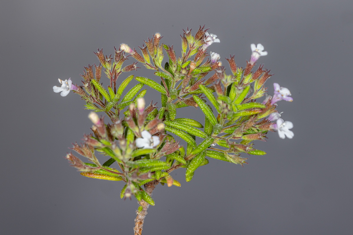 IMG 0114 Micromeria lepida subsp. lepida
