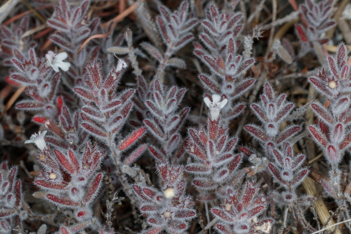  MG 5440 Micromeria lepida subsp lepida var argagae