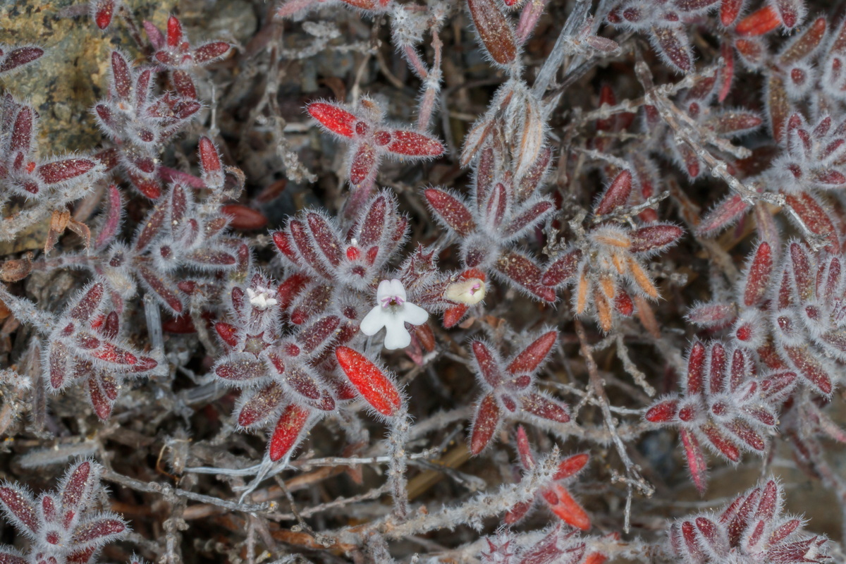  MG 5443 Micromeria lepida subsp lepida var argagae