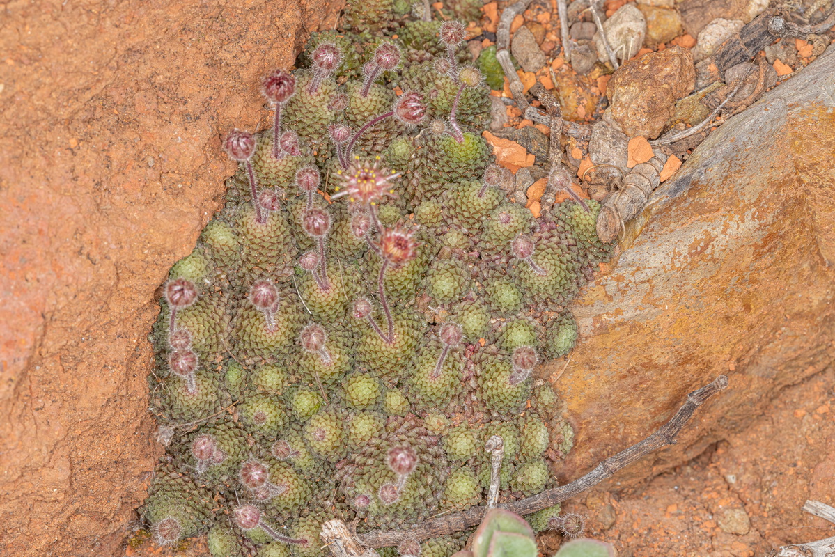 IMG 3005 Monanthes polyphylla subsp. amydros (pelotilla de La Gomera)