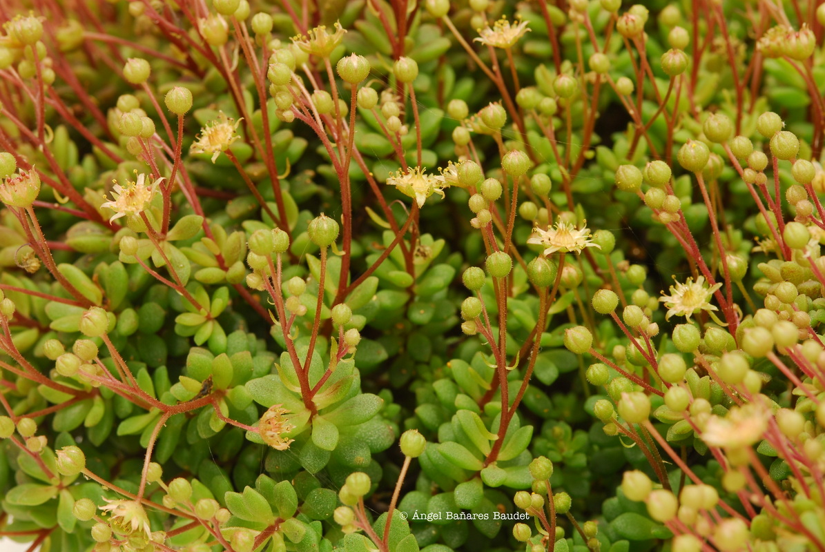 Monanthes laxiflora x polyphylla ssp. amydros. MONANTHES X ISABELLAE nothossp. GOMERENSIS (Bañares) Heath 3 Watermarked