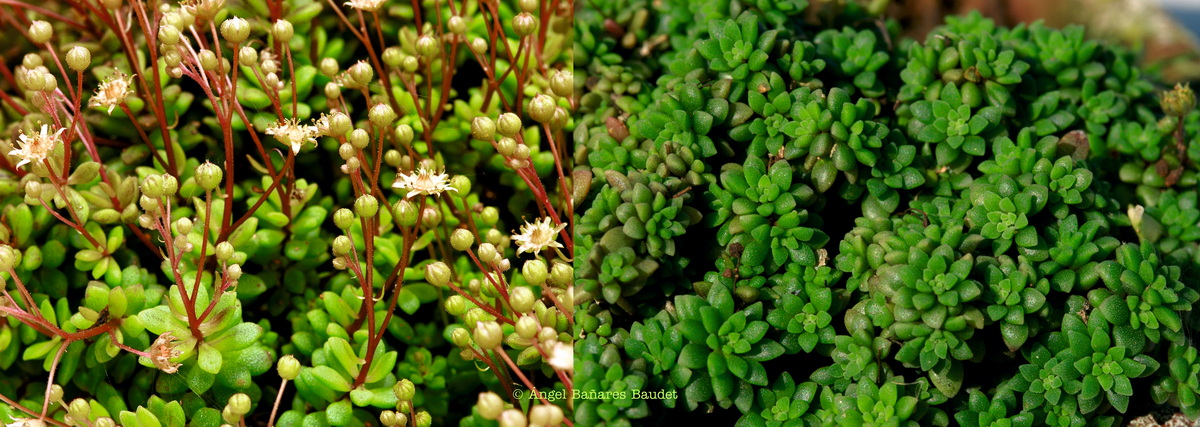 Monanthes laxiflora x polyphylla ssp. amydros. MONANTHES X ISABELLAE nothossp. GOMERENSIS (Bañares) Heath 4 Watermarked