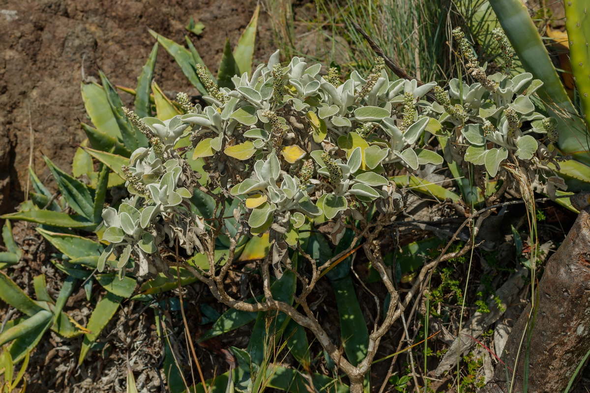 Sideritis cretica subsp. spicata Chajorra gomera01