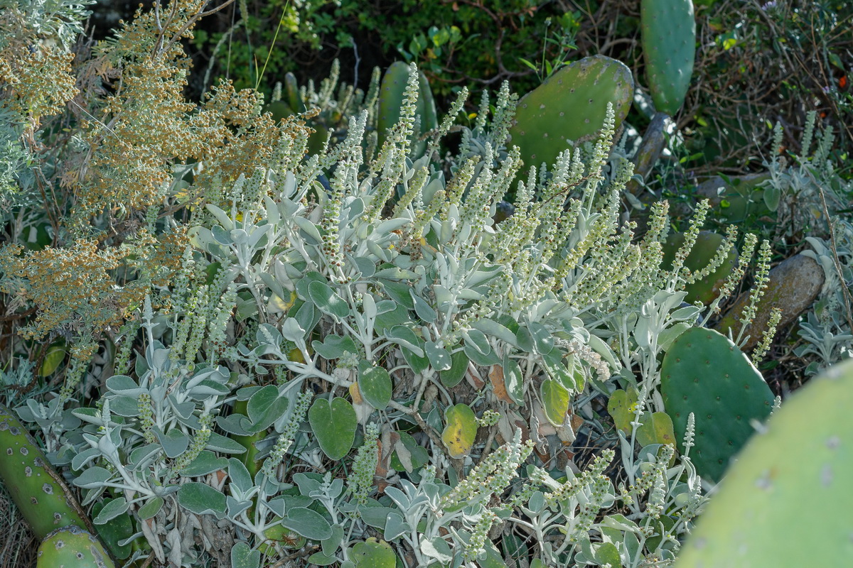 Sideritis cretica subsp. spicata Chajorra gomera02
