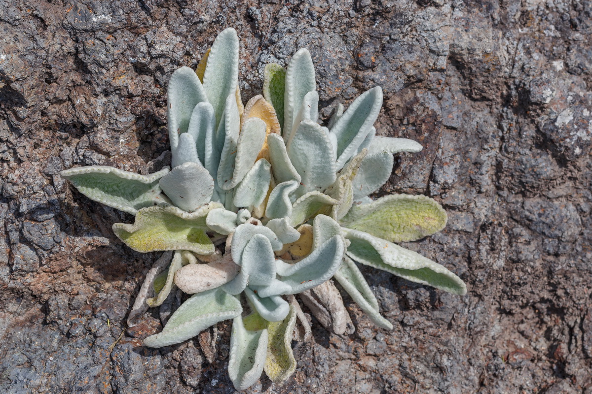 Sideritis gomeraea subsp. gomeraea Tajota gomera04