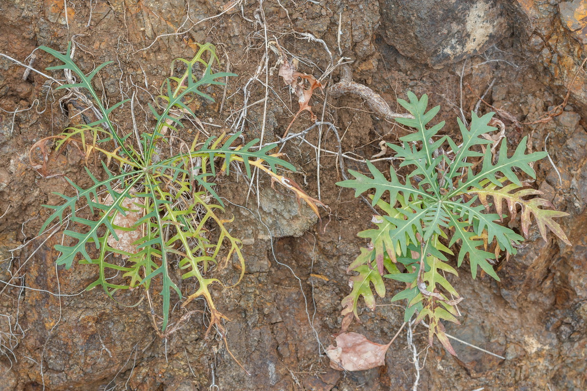 Sonchus heterophyllus Cerraja02
