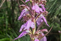 Himantoglossum metlesicsianum Orquidea de Tenerife05