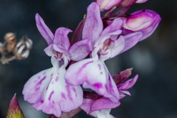 Orchis canariensis Orquidea canaria10