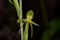  MG 1465 Habenaria tridactilites Orquídea de tres dedos