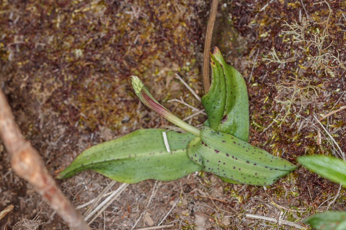 Neotinea maculata Orquidea manchada01