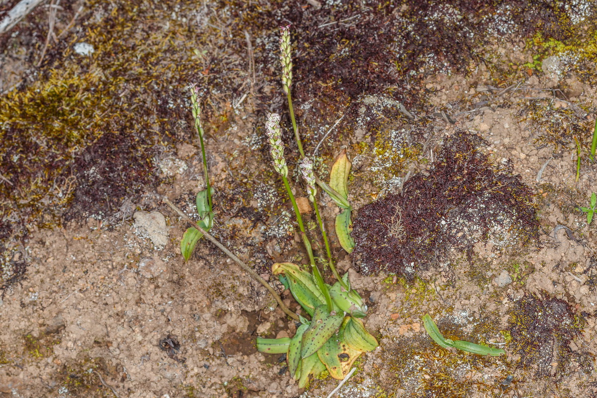 Neotinea maculata Orquidea manchada03