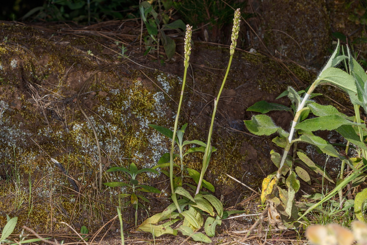 Neotinea maculata Orquidea manchada04