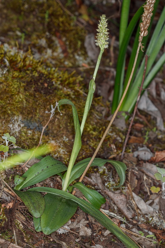 Neotinea maculata Orquidea manchada05