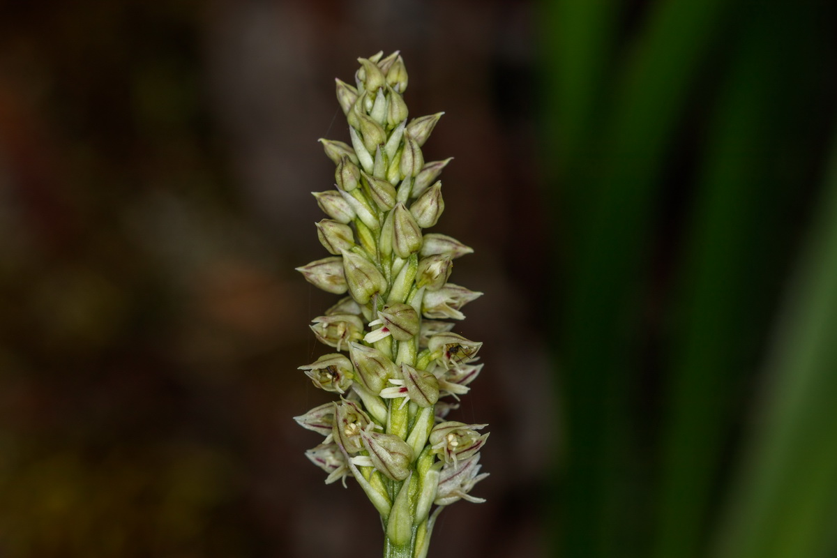Neotinea maculata Orquidea manchada06